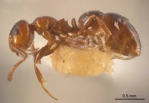 Stigmacros impressa specimen