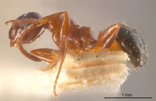 Stigmacros inermis specimen