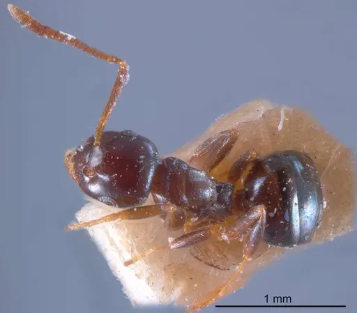 Stigmacros lanaris specimen