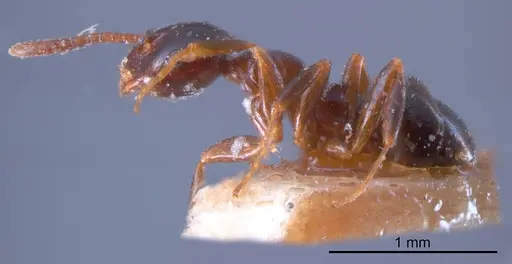 Stigmacros lanaris specimen