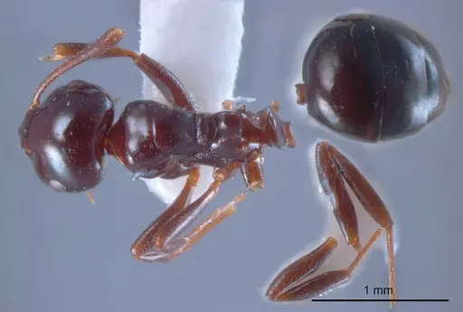 Stigmacros major specimen