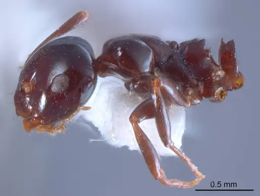 Stigmacros major specimen