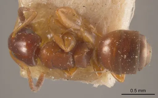 Stigmacros marginata specimen