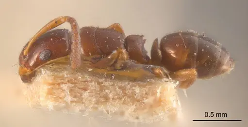 Stigmacros marginata specimen