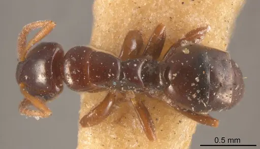 Stigmacros nitida specimen