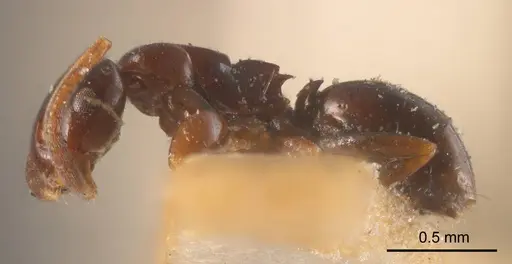 Stigmacros nitida specimen