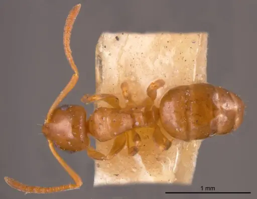 Stigmacros occidentalis specimen