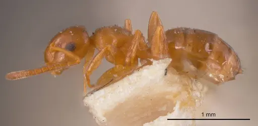 Stigmacros occidentalis specimen