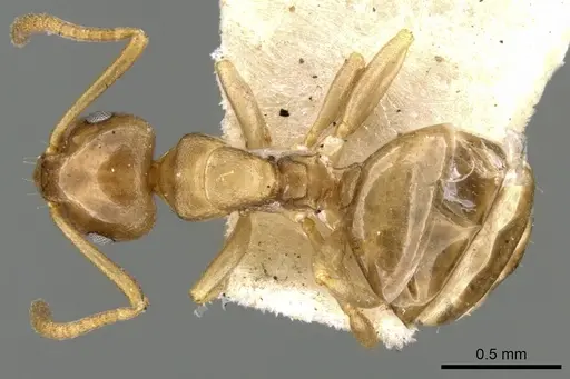 Stigmacros occidentalis - CASENT0906280