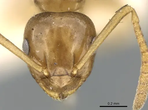 Stigmacros occidentalis - CASENT0906280