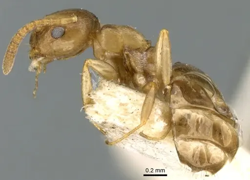 Stigmacros occidentalis - CASENT0906280