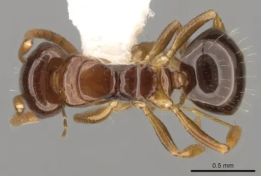 Stigmacros pilosella specimen