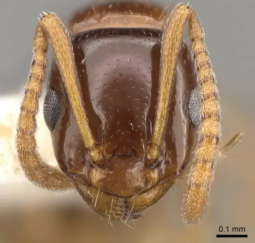 Stigmacros pilosella specimen