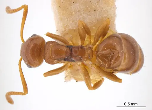 Stigmacros proxima specimen