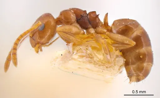 Stigmacros proxima specimen