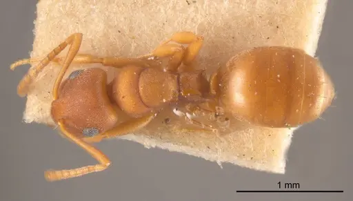 Stigmacros punctatissima specimen