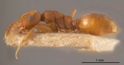Stigmacros punctatissima specimen