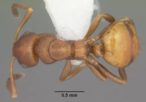 Stigmacros punctatissima - PSW8215-2