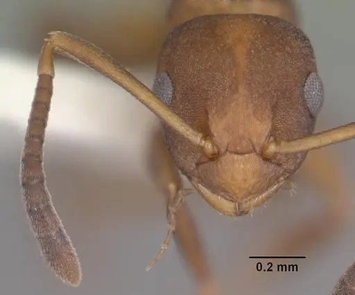 Stigmacros punctatissima - PSW8215-2