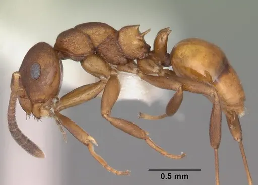 Stigmacros punctatissima - PSW8215-2