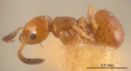 Stigmacros pusilla specimen