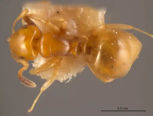 Stigmacros pusilla - ANTWEB1008349