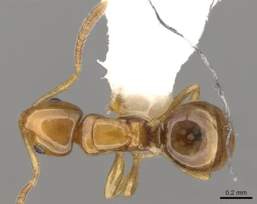Stigmacros pusilla - CASENT0281493