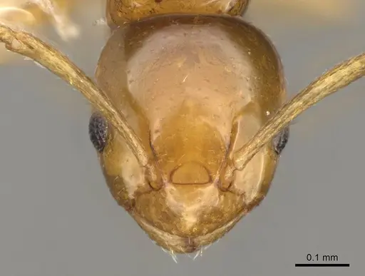 Stigmacros pusilla - CASENT0281493