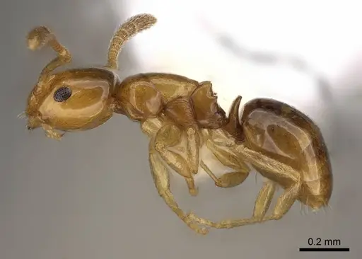 Stigmacros pusilla - CASENT0281493