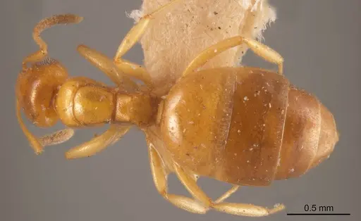 Stigmacros rectangularis specimen