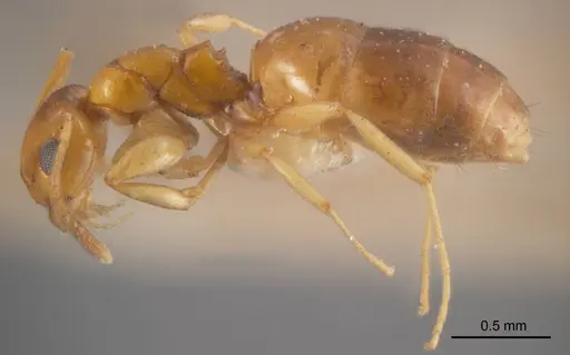 Stigmacros rectangularis specimen