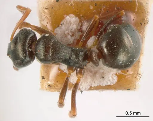 Stigmacros reticulata specimen
