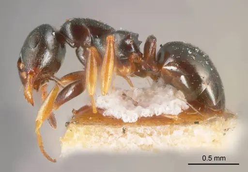 Stigmacros reticulata specimen