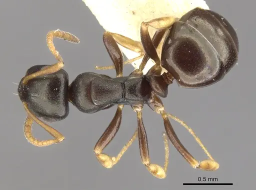 Stigmacros reticulata - CASENT0903231