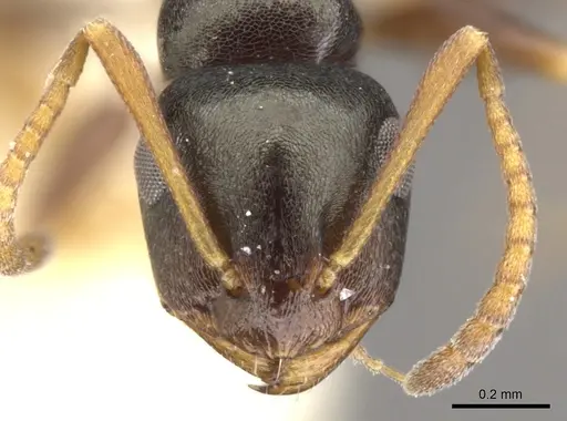 Stigmacros reticulata - CASENT0903231