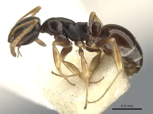 Stigmacros reticulata - CASENT0903231