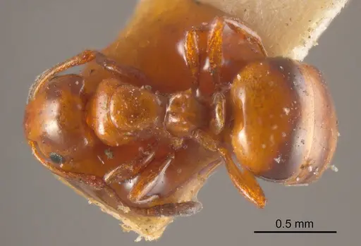 Stigmacros rufa specimen