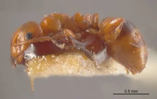 Stigmacros rufa specimen