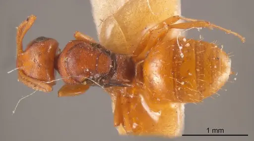 Stigmacros spinosa specimen