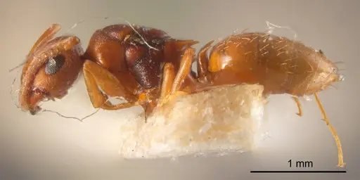 Stigmacros spinosa specimen