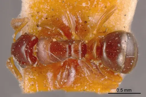 Stigmacros stanleyi specimen