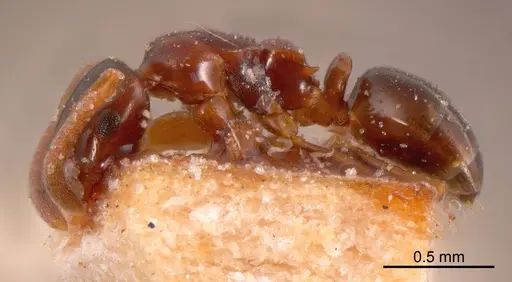 Stigmacros stanleyi specimen