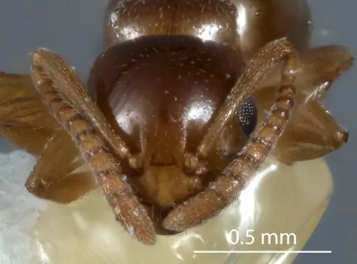 Stigmacros stanleyi - JDM32-002334