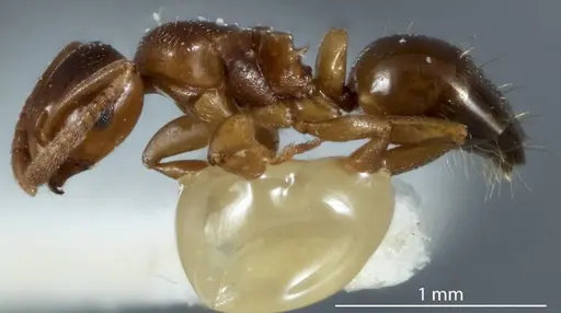 Stigmacros stanleyi - JDM32-002334