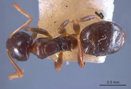 Stigmacros striata specimen