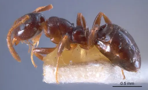 Stigmacros striata specimen