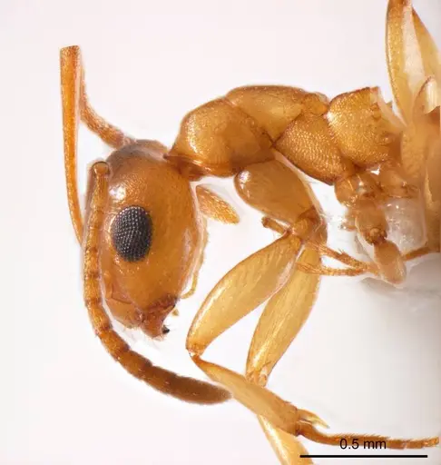 Stigmacros termitoxena specimen