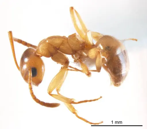 Stigmacros termitoxena - ANTWEB1008719