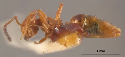 Stigmacros wilsoni specimen