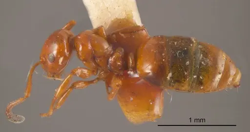Stigmacros wilsoni specimen